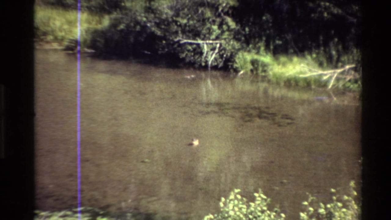 1980 Western USA 8mm frame of a duck crossing sunlit pond water near leafy shoreline vegetation.