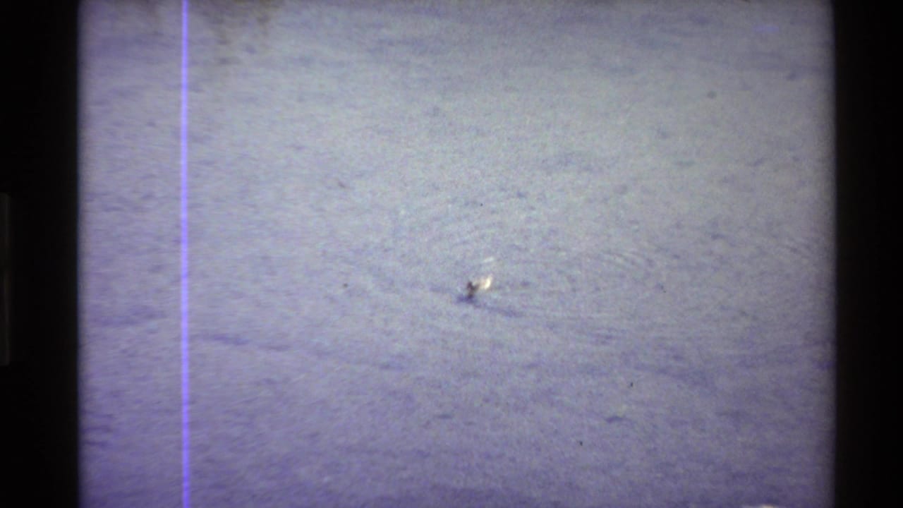 1980 Western U.S. 8mm frame showing a small duck moving through shallow rippled water, with faded color and a purple vertical film artifact.