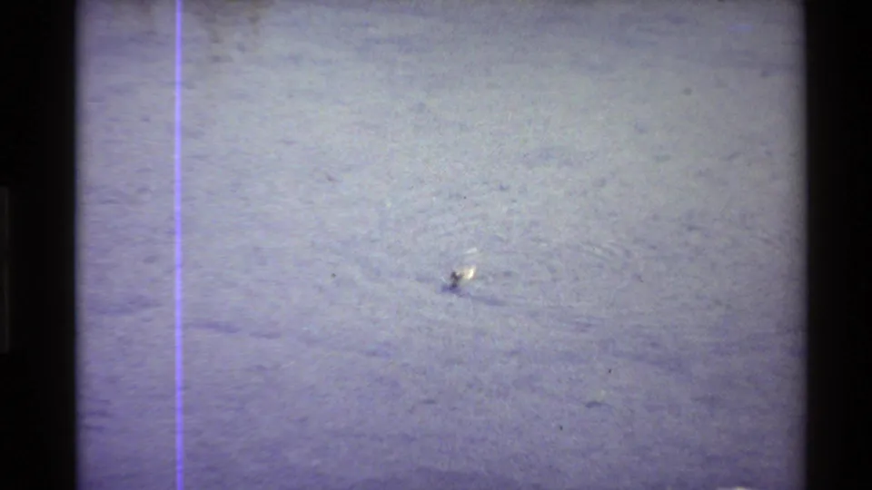 1980 Western U.S. 8mm frame showing a small duck moving through shallow rippled water, with faded color and a purple vertical film artifact.