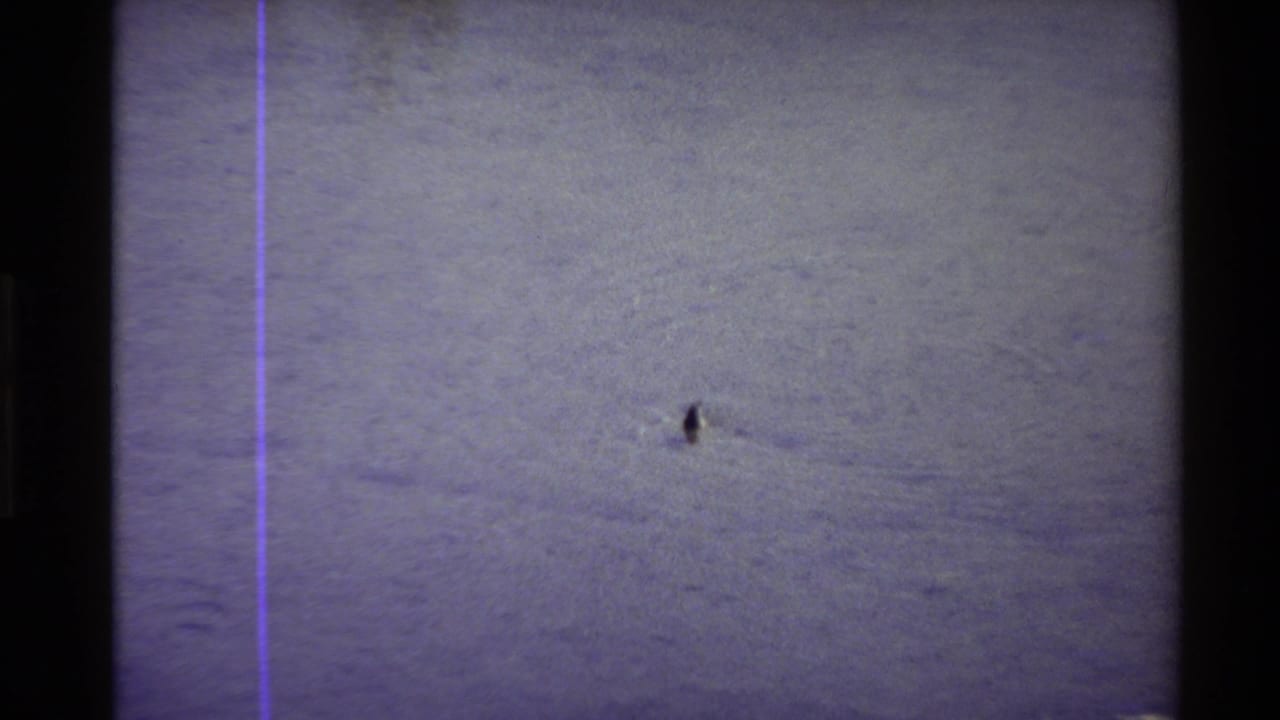 1980 Western U.S. 8mm frame with the duck visible against muted shallow water, framed by dark film edges and a purple scan line.