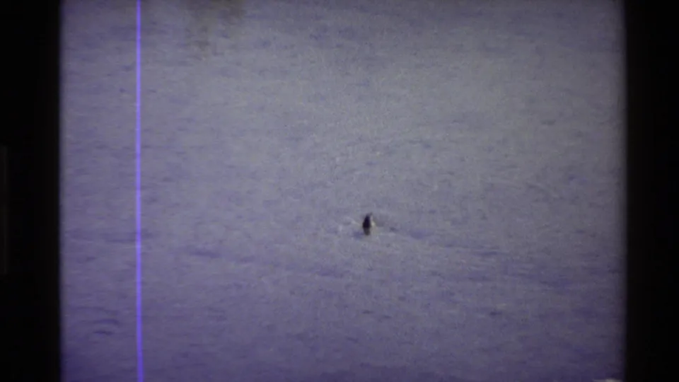 1980 Western U.S. 8mm frame with the duck visible against muted shallow water, framed by dark film edges and a purple scan line.