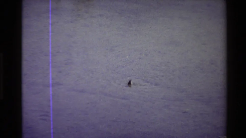 1980 Western U.S. 8mm frame showing the duck lower in the shot, with fine water texture, faded color, and visible film-edge artifacts.