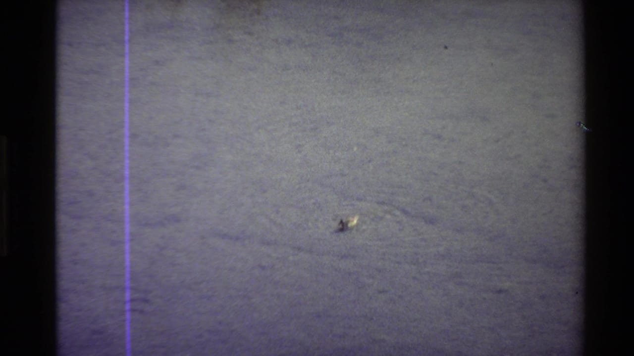 1980 Western USA 8mm frame showing a small duck low in rippling pond water, with grain, soft focus, and a purple scan line.