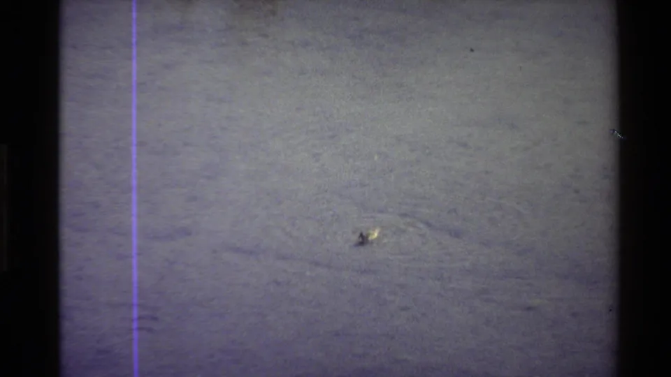 1980 Western USA 8mm frame showing a small duck low in rippling pond water, with grain, soft focus, and a purple scan line.