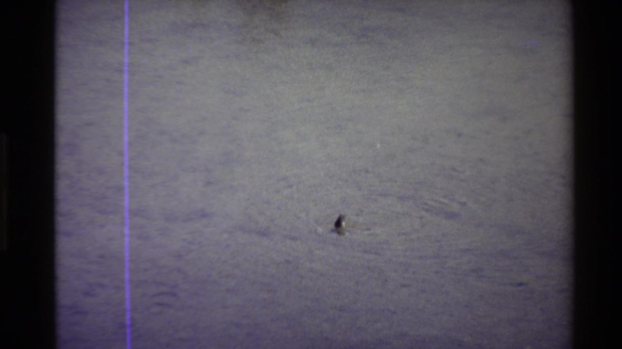 Duck on open pond water with soft focus and visible film line.