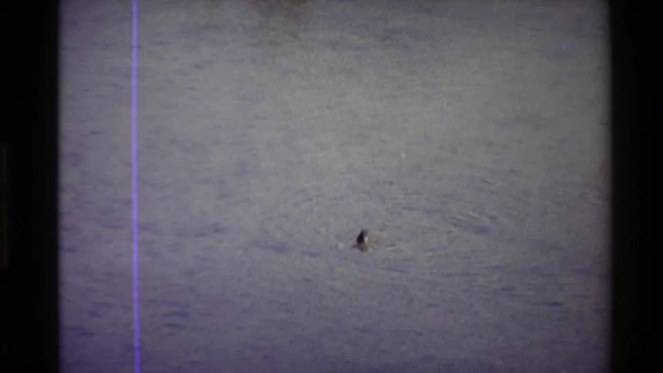 A duck appears on open pond water in the 1980 home-movie footage, framed by soft grain, color shift, and a vertical purple line.
