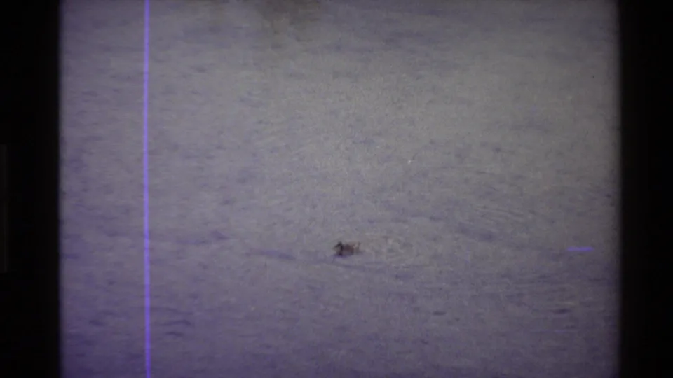 A small duck-like shape sits low on gray rippling pond water, with the 8mm scan showing grain, scratches, and purple color cast.