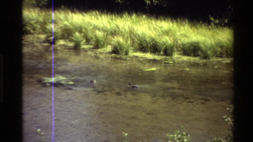 A wider 1980 Western USA pond view shows ducks near rippling water and a bright grassy bank, with visible 8mm color shift and scan line.