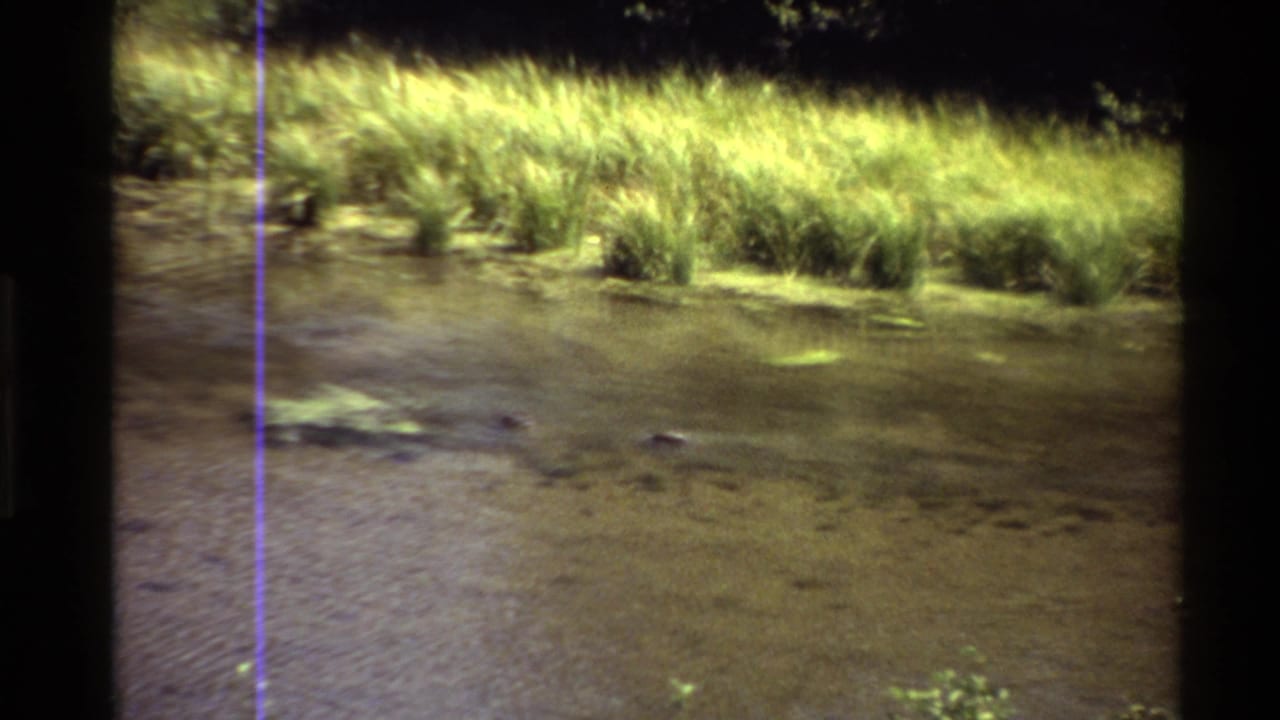 1980 Western U.S. 8mm frame showing two ducks on a shallow pond beside bright reeds and grasses.