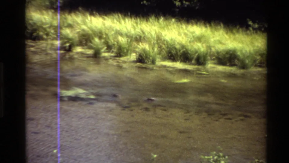 1980 Western U.S. 8mm frame showing two ducks on a shallow pond beside bright reeds and grasses.