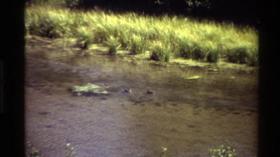 Two ducks continue across a shallow pond in archival 8mm footage, with tall green grasses in bright sun.