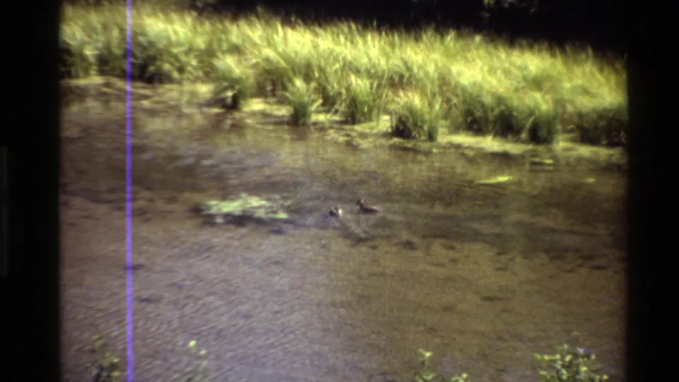 Western U.S. 1980 home-movie frame of ducks near the middle of a shallow pond, backed by sunlit reeds.