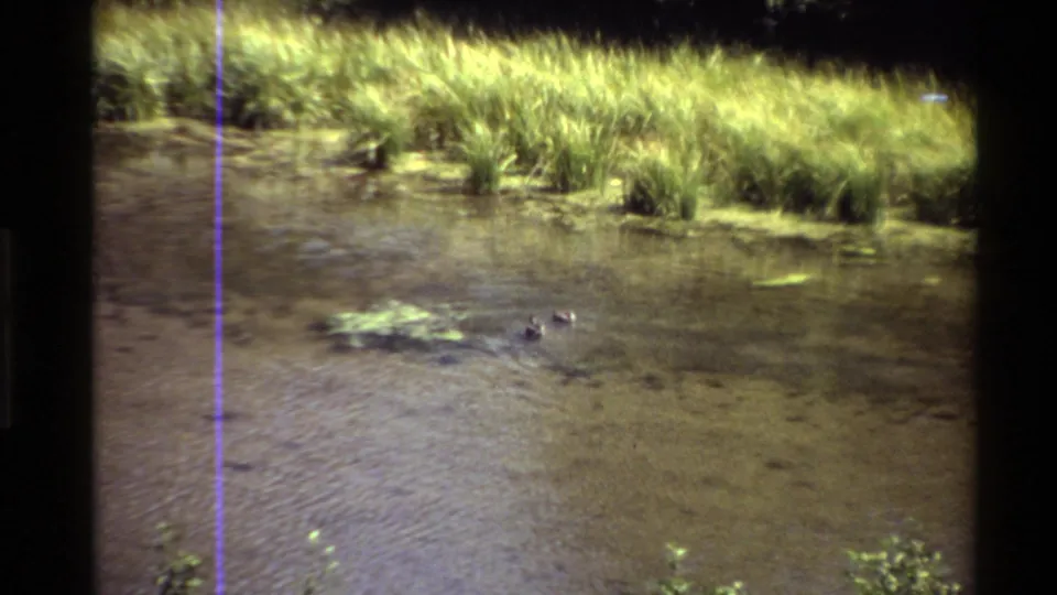 Soft 8mm frame of two ducks on a sunny reed-lined pond, with dark film borders and a purple line visible.