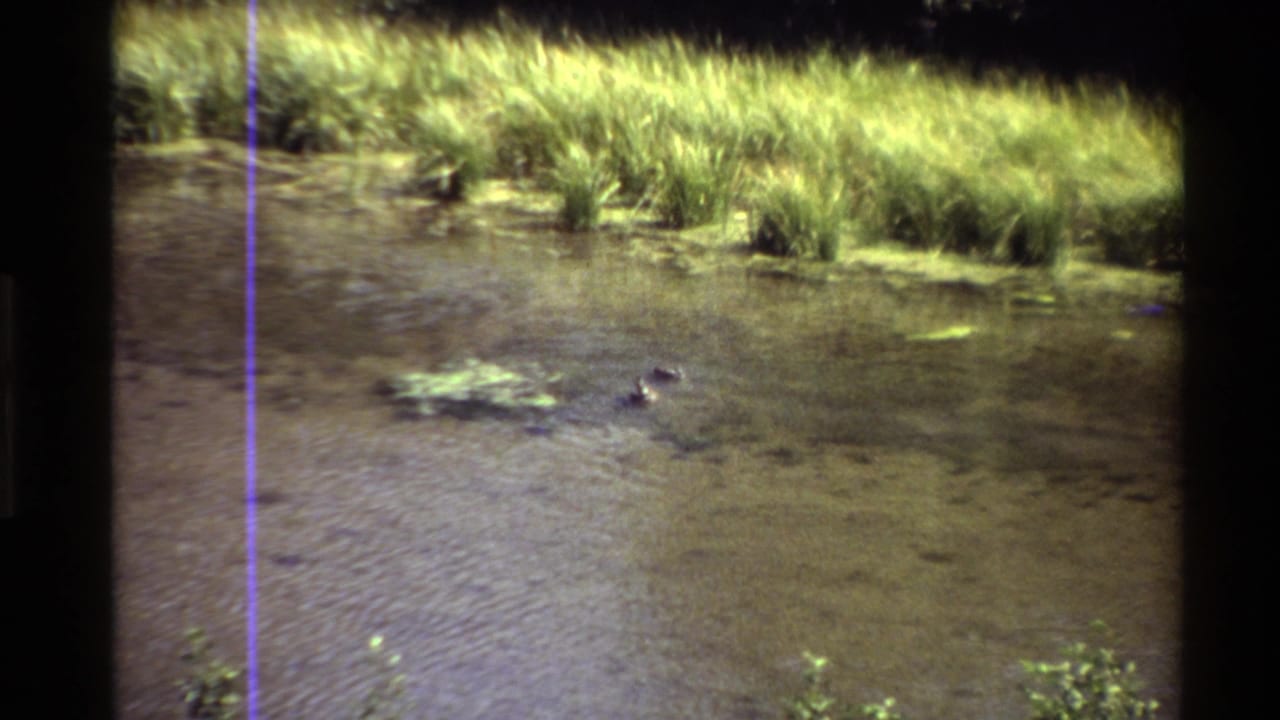 1980s 8mm home-movie frame of a shallow pond in the Western United States, with grasses along the bank and a frog near the water.