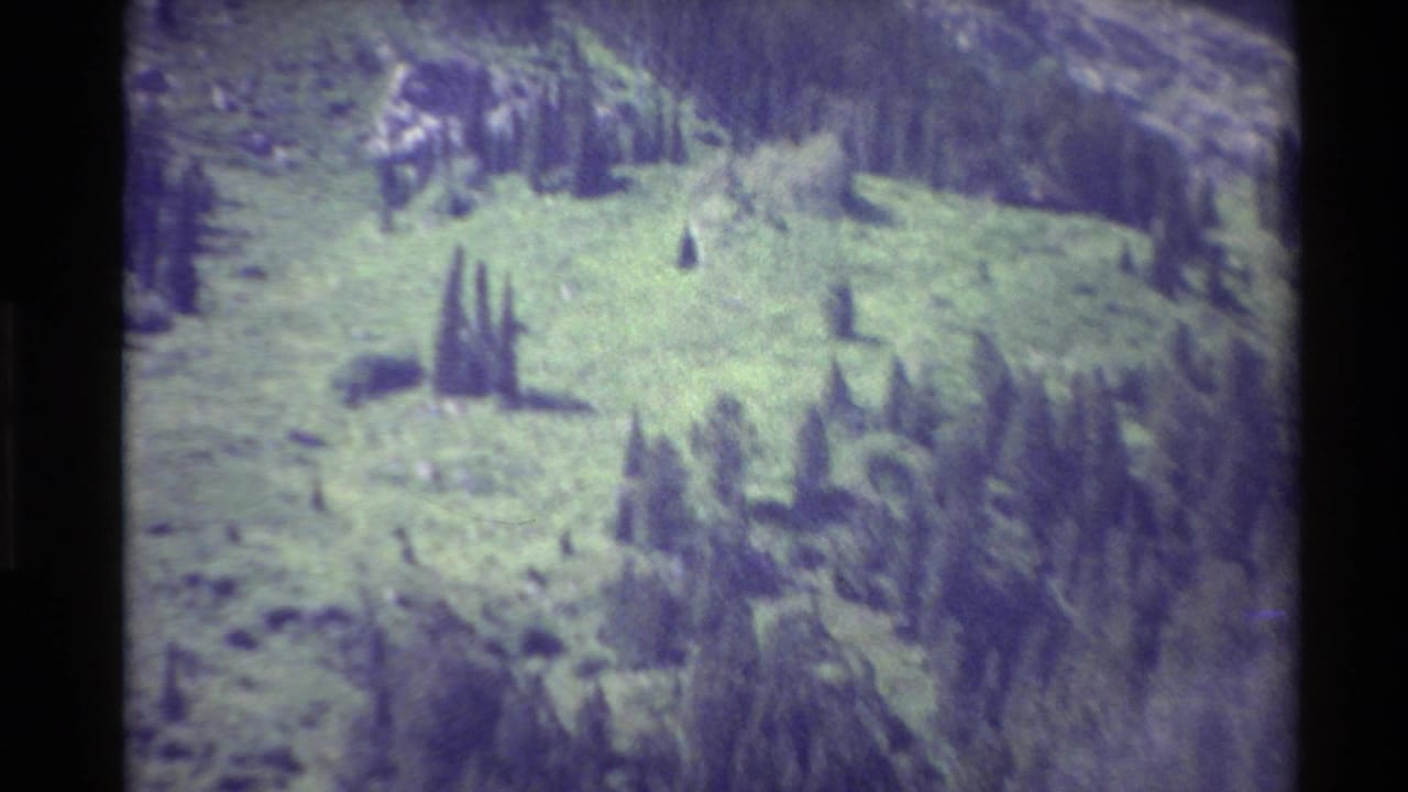 Forested mountain hillside with open green slopes and dark pine trees.