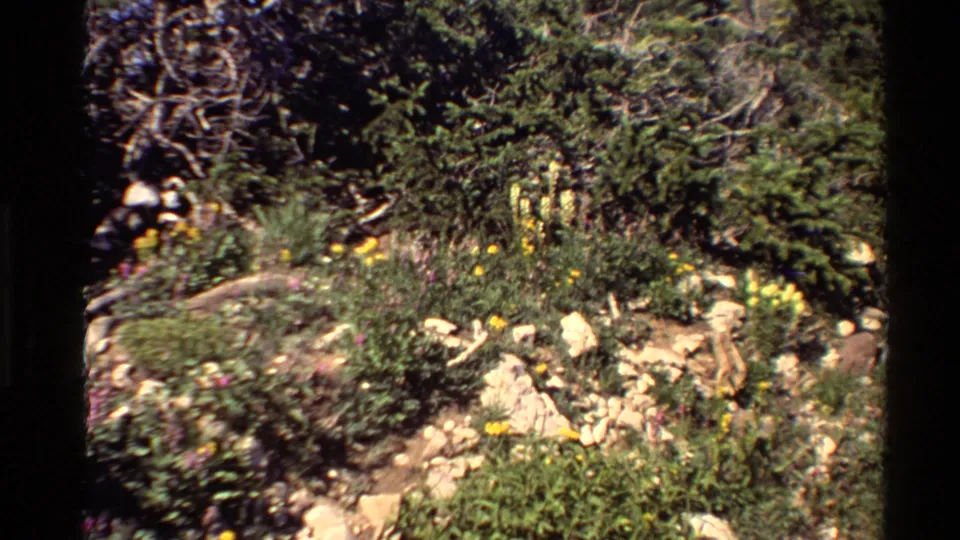 1980 Western U.S. 8mm close view of an alpine hillside with rocks, low green plants, yellow wildflowers, and evergreen growth.