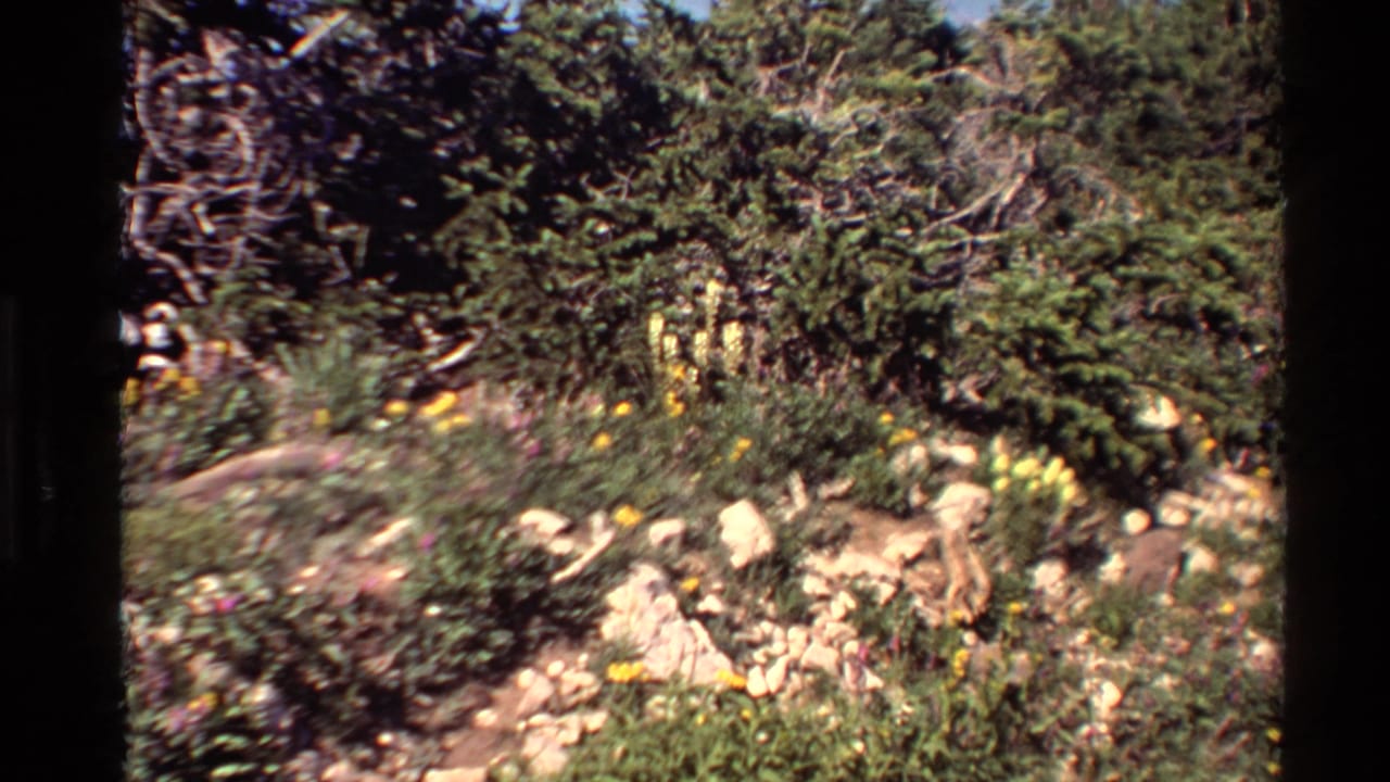 1980 Western U.S. 8mm frame of a rocky mountain meadow with yellow and pale pink wildflowers near evergreen growth.