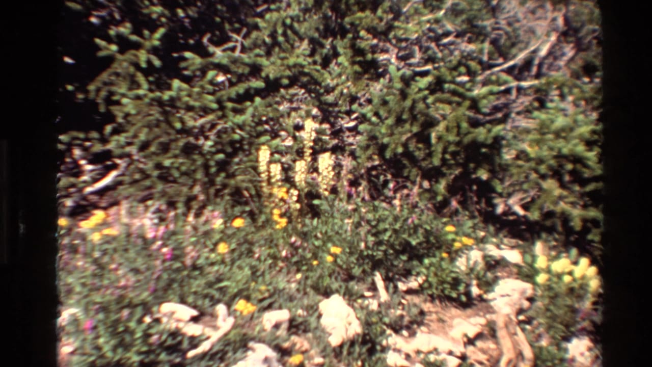 Tall yellow flower spikes and smaller blooms growing near rocks and evergreens.