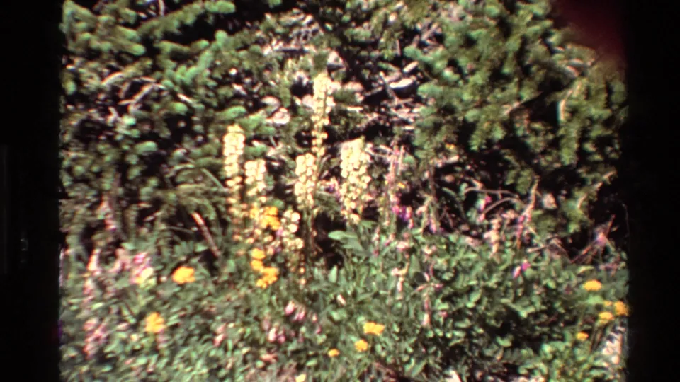 1980 home-movie frame showing pale yellow flower stalks, pink meadow blooms, and evergreen branches in bright outdoor light.