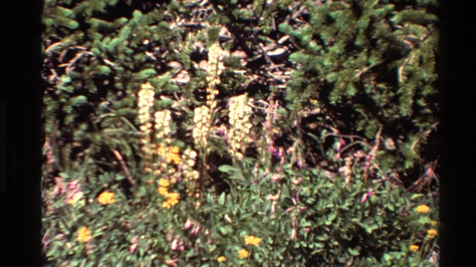 Western U.S. 8mm frame of dense wildflowers and evergreen growth, with pale yellow stalks rising from a rocky meadow.