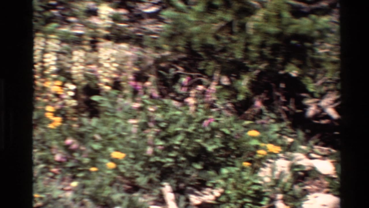1980 Western U.S. 8mm frame showing mixed trail-side wildflowers, rocks, and evergreen growth in soft handheld focus.