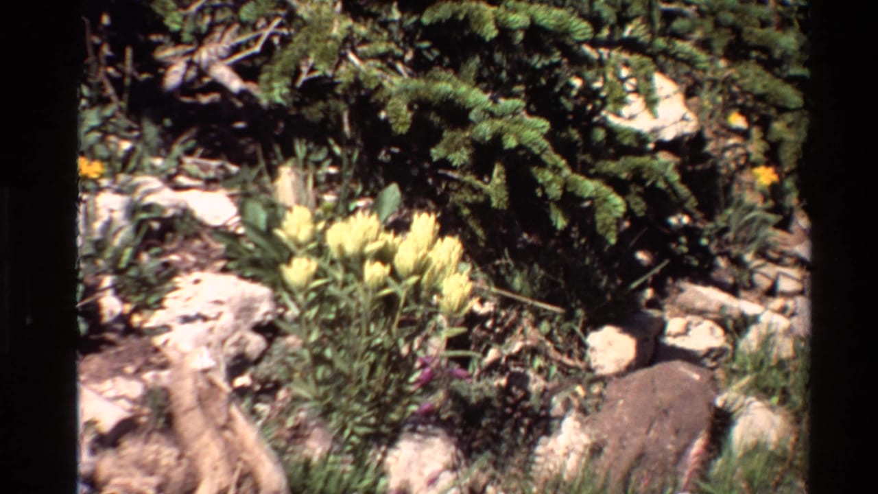 Close 8mm view of yellow wildflowers in rocky vegetation, with evergreen branches behind them in the Western U.S. clip.