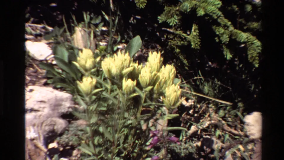Handheld 1980 8mm frame of yellow wildflowers beside rocks, low plants, and evergreen branches along a nature trail.