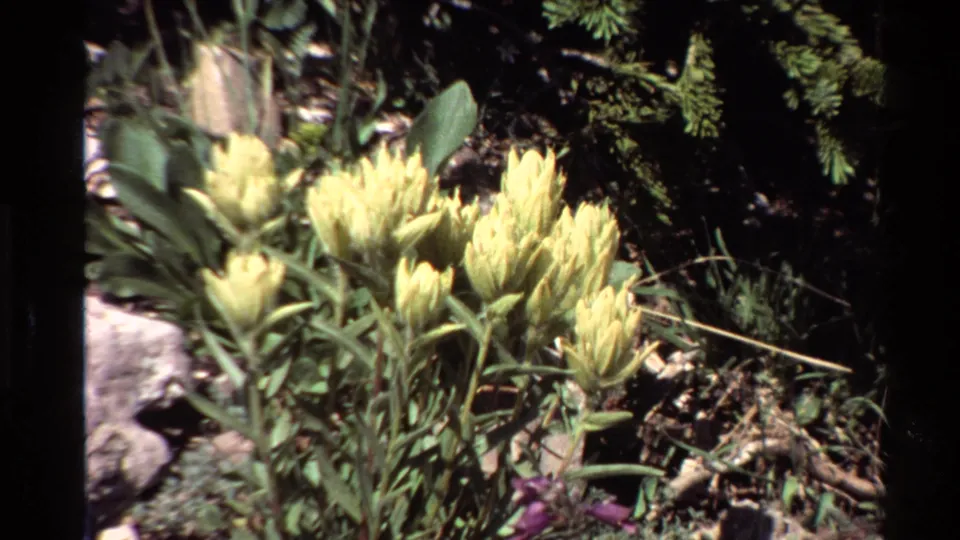 Final close 8mm frame holds on yellow wildflowers and surrounding rocky vegetation in metadata-supported Western U.S. footage.