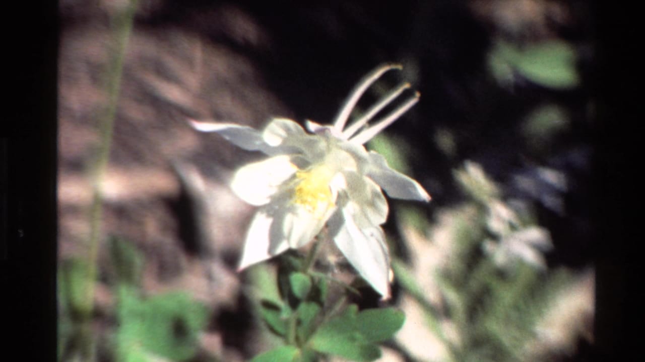 White columbine flower with yellow center against a soft leafy ground background.