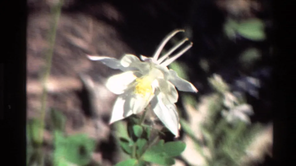 1980 8mm frame of a white columbine flower with a yellow center in a Western U.S. outdoor setting.