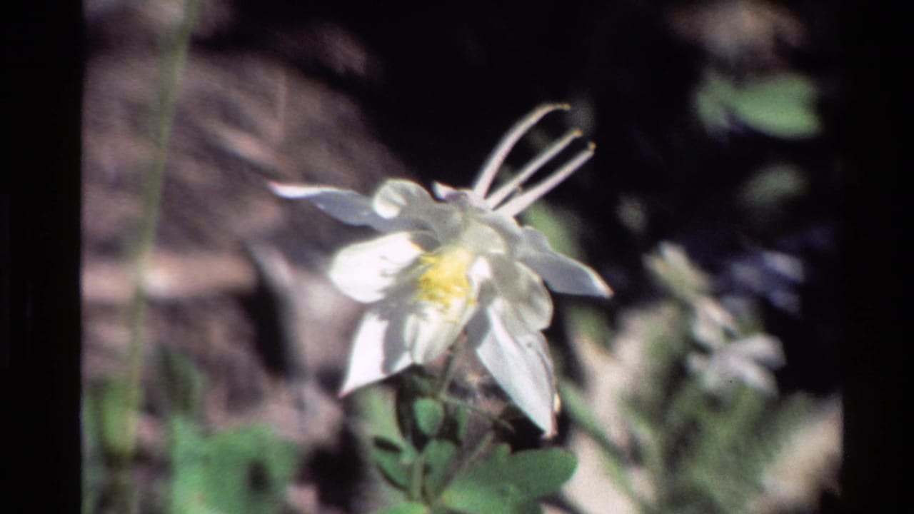 Soft 8mm close-up of a white columbine flower, supported by metadata as Western U.S. footage from 1980.