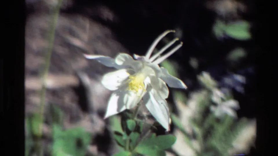 Vintage 8mm view of a white columbine flower in a natural Western U.S. setting, dated 1980 by metadata.