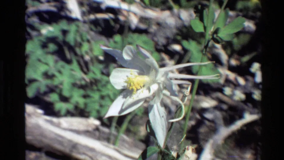 Wider 1980 8mm frame showing a white columbine flower among green foliage and dry meadow debris.