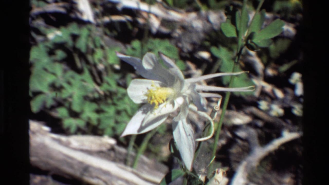 1980 Western U.S. 8mm frame showing a white columbine with yellow center, long spurs, leaves, twigs, and fallen wood in soft focus.