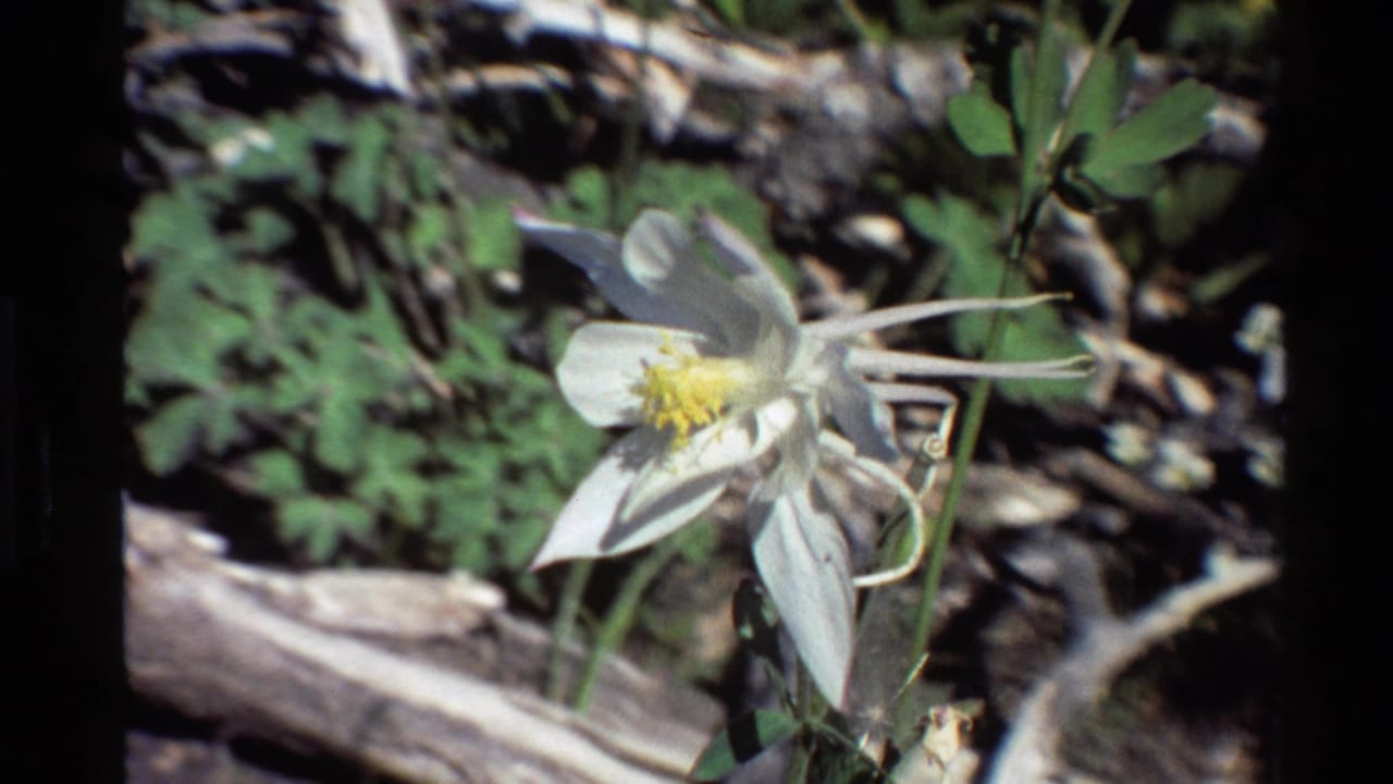 A close 8mm view of a white columbine in the Western U.S., with pale spurs, yellow center, green foliage, and dry forest debris behind it.