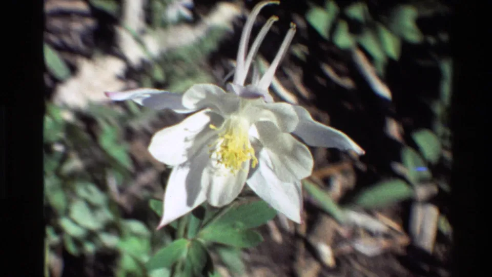 Soft 1980 8mm close-up of a white columbine blossom, showing curved petals, yellow center, upright spurs, green leaves, and blurred forest floor.