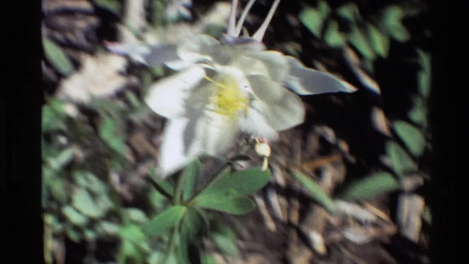 The final 8mm frame shows the columbine in softer focus, its white petals and yellow center shifting against green leaves and brown forest debris.