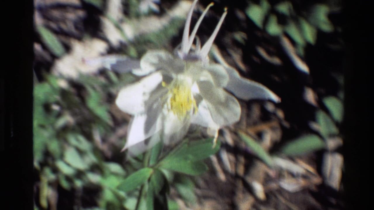 Close-up of a white columbine flower with long spurs and yellow stamens in 1980 Western U.S. 8mm footage.