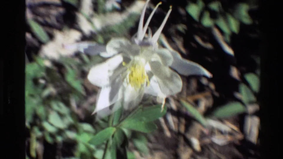 Close-up of a white columbine flower with long spurs and yellow stamens in 1980 Western U.S. 8mm footage.