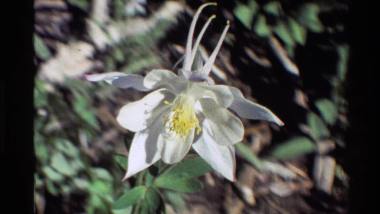 The white columbine remains centered, showing its spurred petals and yellow center in vintage 8mm outdoor footage.