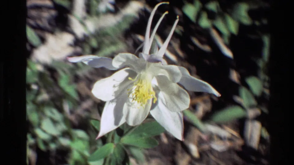 A close 8mm view shows the white columbine angled forward, with pale spurs above and leaves below.