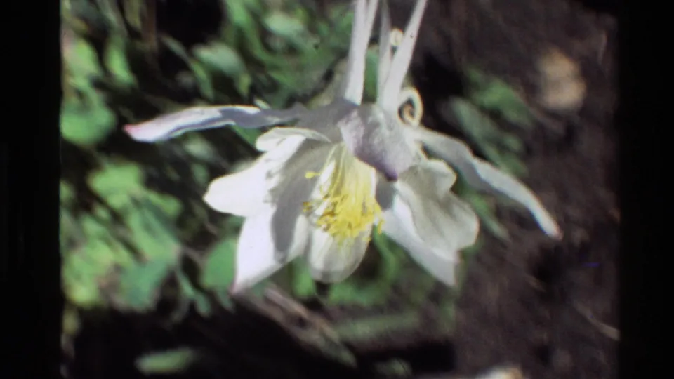Side view of the white columbine in 1980 Western U.S. 8mm footage, with long spurs and foliage behind it.