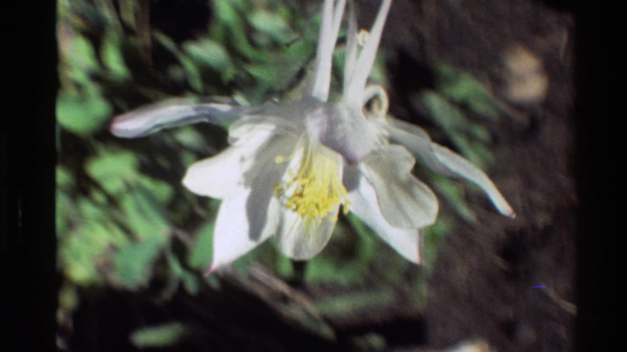 1980 Western USA 8mm frame showing a soft close-up of a white columbine flower with long spurs and yellow center in daylight.