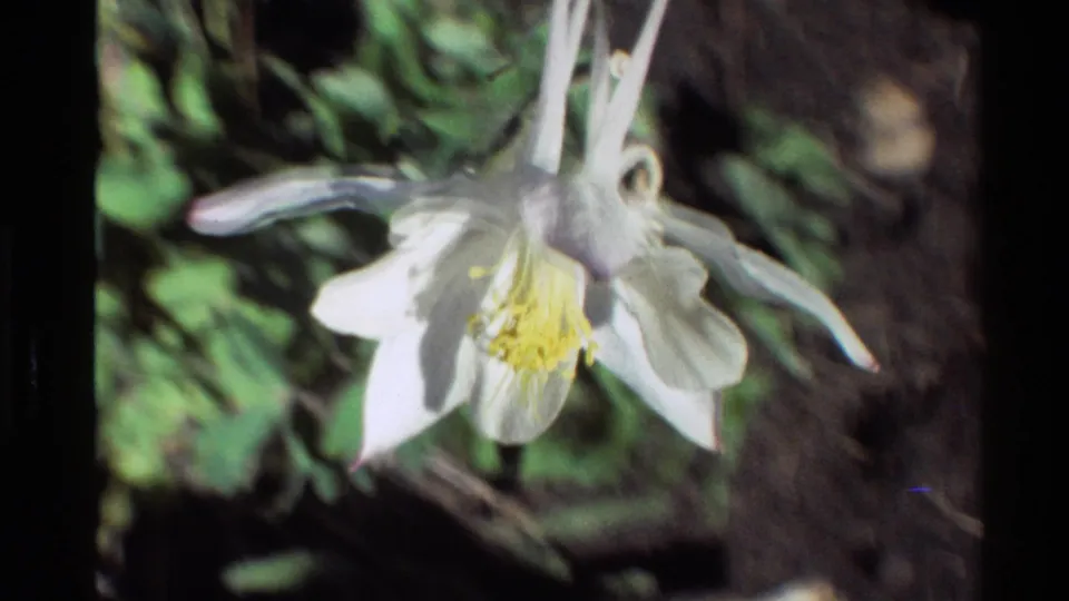 1980 Western USA 8mm frame showing a soft close-up of a white columbine flower with long spurs and yellow center in daylight.