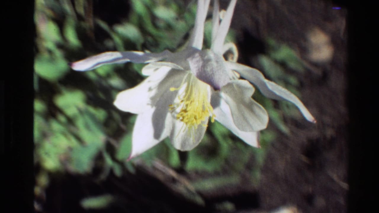 Close 8mm view of a white columbine flower in a garden setting, with yellow center, pale spurs, and leafy background.