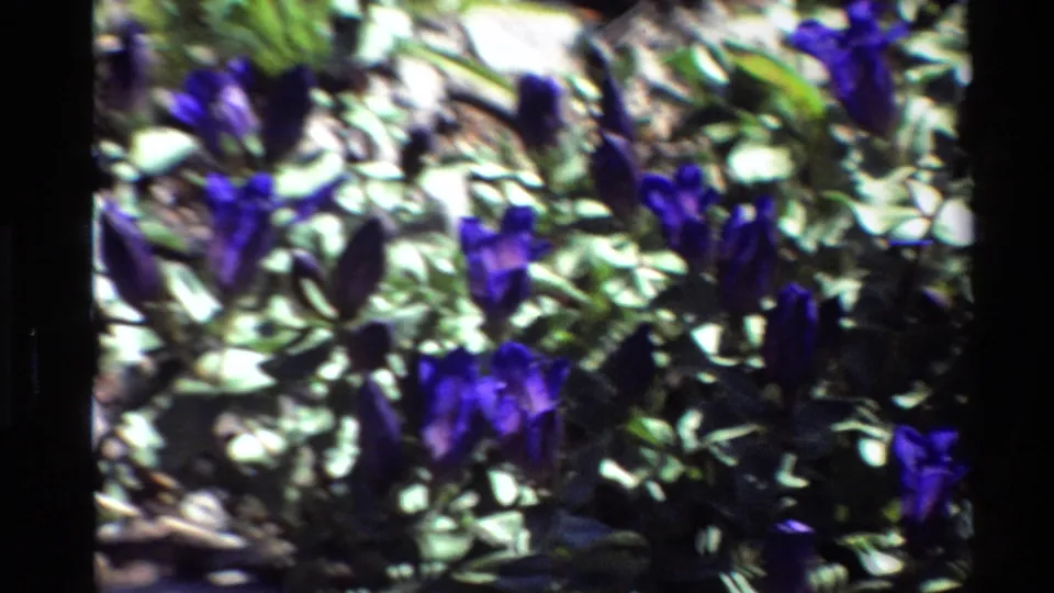 1980 Western USA 8mm frame showing purple bell-shaped flowers growing among low green foliage, with bright highlights and film grain.