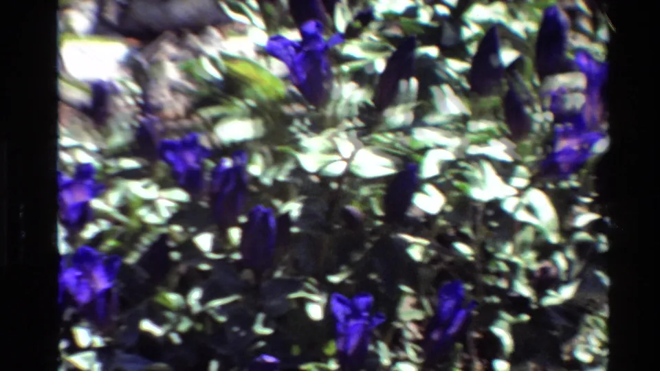 Soft 8mm close-up of purple bell-shaped flowers scattered through green garden foliage, with daylight glare and slight motion blur.