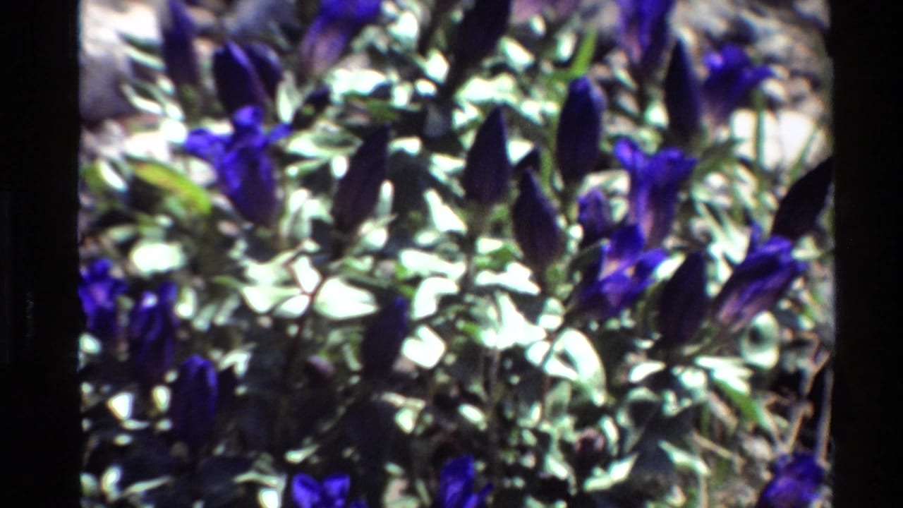 Close 1980s 8mm-style view of purple-blue wildflowers in bright sunlight, with pale foliage, rocky soil, and dark film-edge shadow.