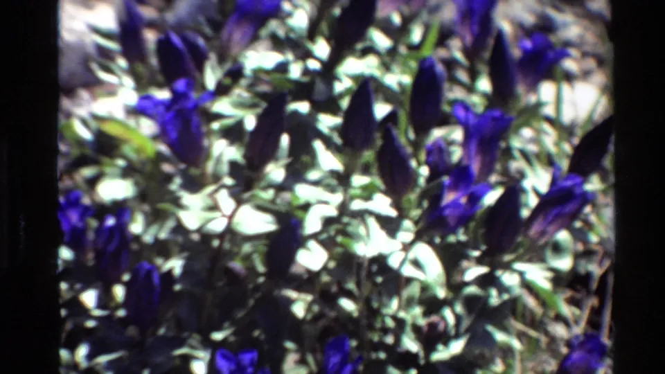 Close 1980s 8mm-style view of purple-blue wildflowers in bright sunlight, with pale foliage, rocky soil, and dark film-edge shadow.