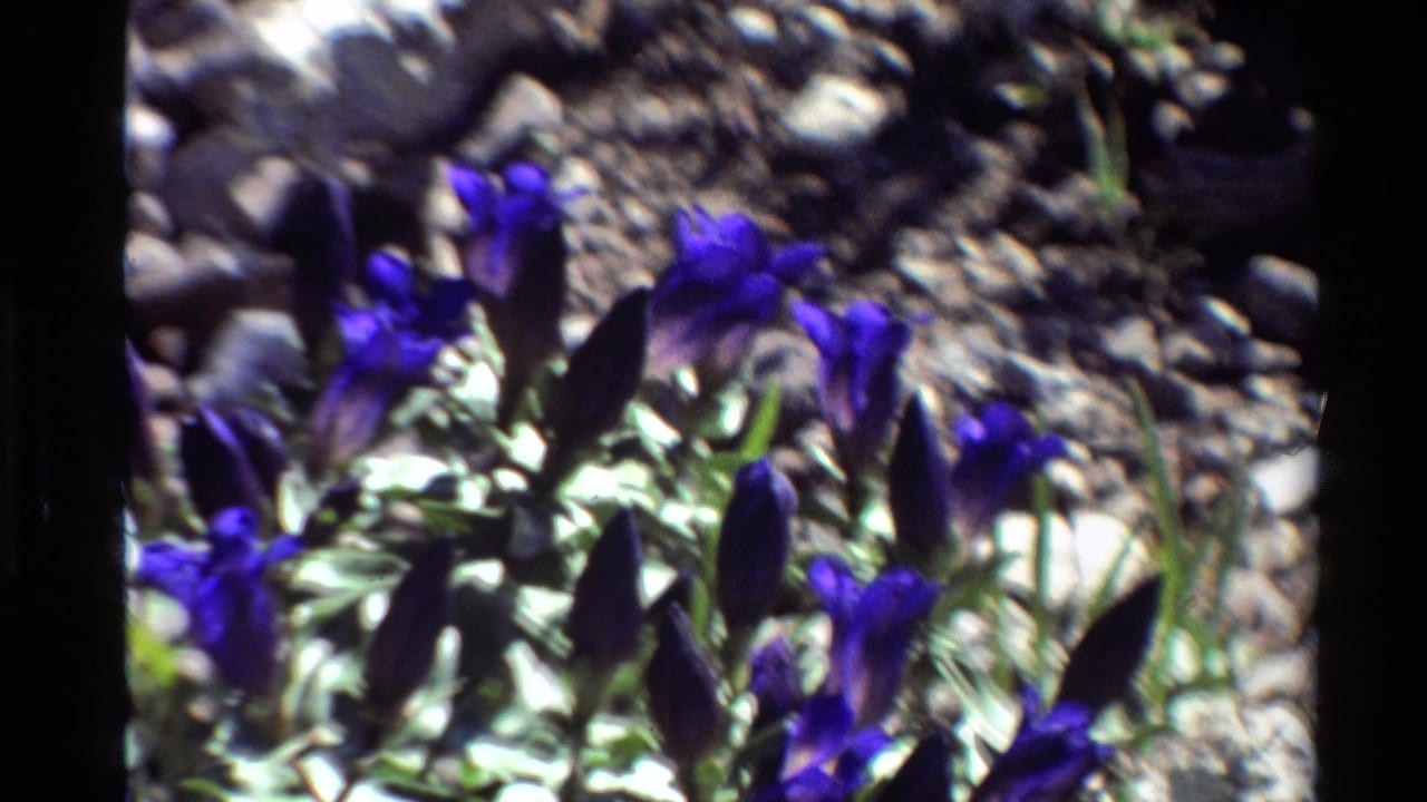 Sunlit Western U.S. wildflowers appear in a close handheld 8mm frame, with blue-purple blooms, stones, soil, and high-contrast shadows.